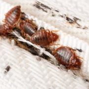 Bed Bug exterminators Bed Bug exterminators