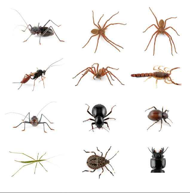 Common household pests