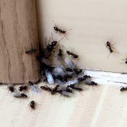best ant control specialists best ant control specialists