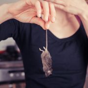 mouse exterminators mouse exterminators