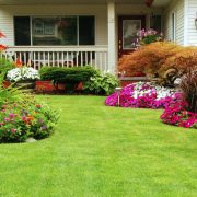 pest control Services near me pest control Services near me