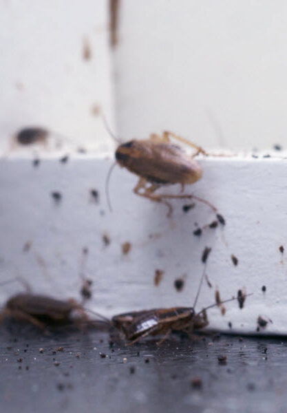 roach extermination roach extermination