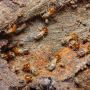 termite exterminators termite exterminators